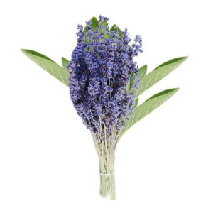 Lavender Sage Fragrance Oil by Nature’s Garden